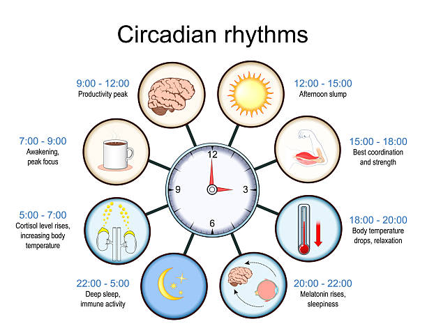 Abstract circular rhythm diagram showing pause nodes distributed across a day cycle